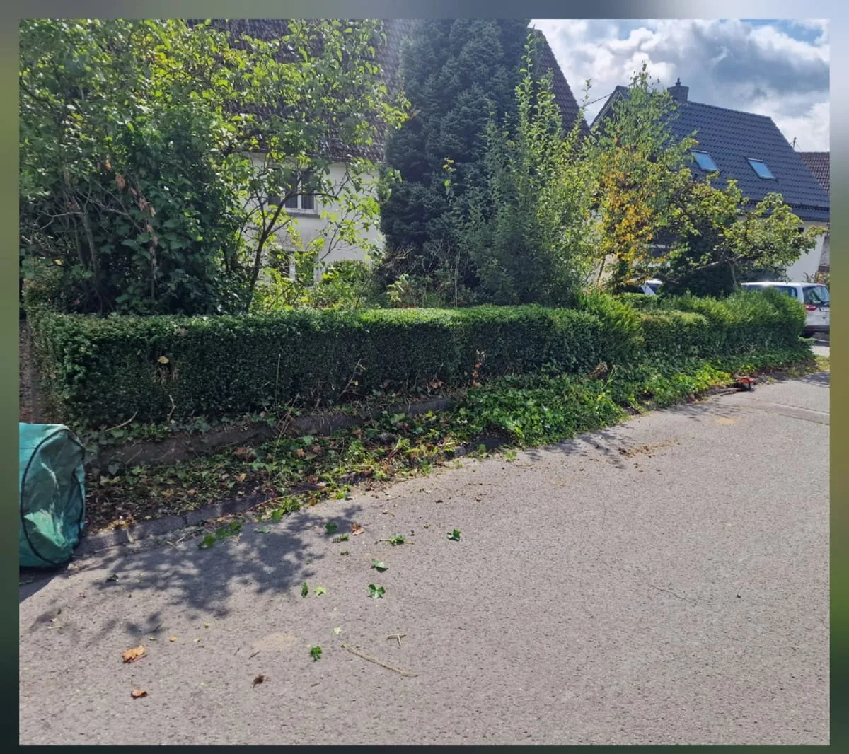 Straßenhecke Herbstrückschnitt vorher und nachher – vorher
