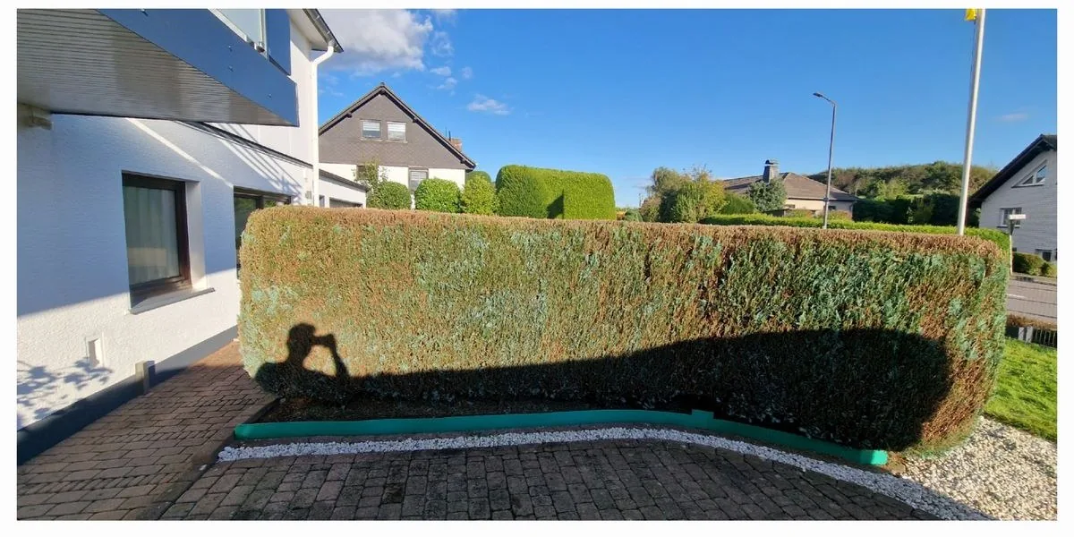 Koniferen-Hecke vorher und nachher nach Formschnitt – nachher