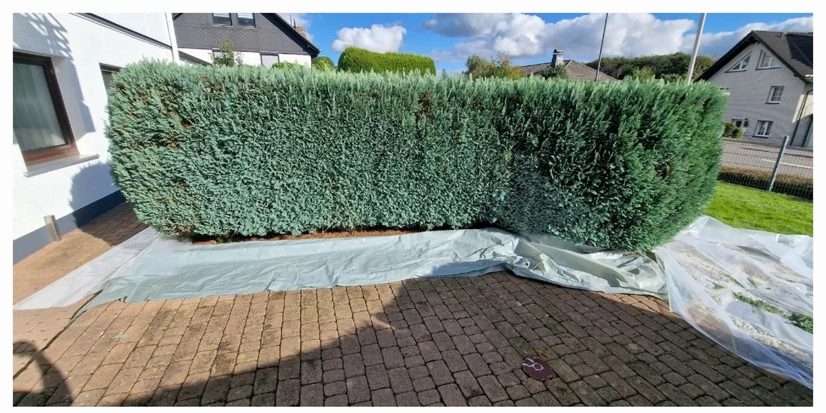 Koniferen-Hecke vorher und nachher nach Formschnitt – vorher
